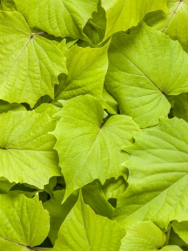 IPOMOEA batatas Green With Envy