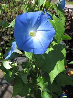 IPOMOEA Heavenly Blue