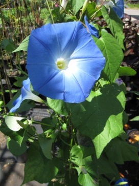 IPOMOEA Heavenly Blue
