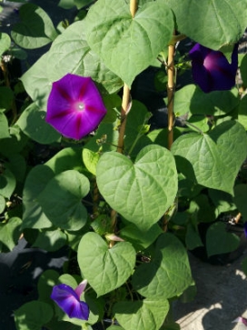 IPOMOEA Kniolas Purple-Black