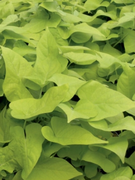 IPOMOEA batatas Margarita