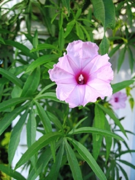 IPOMOEA patensis