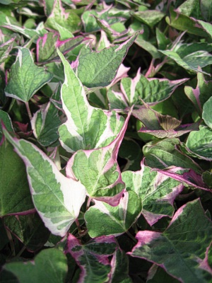 IPOMOEA batatas TriColor