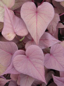 IPOMOEA batatas Sidekick Heart Bronze