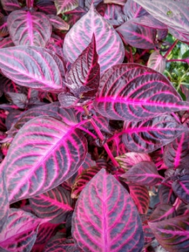 IRESINE Blazing Rose