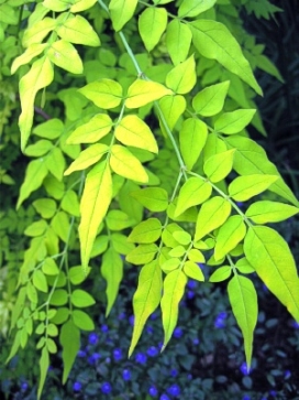 JASMINUM Fiona Sunrise