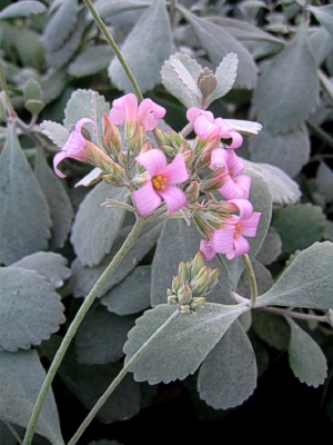 KALANCHOE pumila Dwarf Blue
