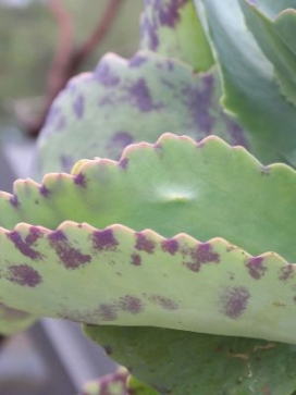 KALANCHOE marmorta