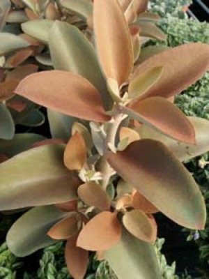 KALANCHOE orgyais Copper Spoons