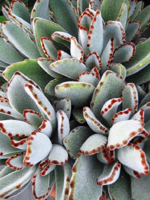 KALANCHOE tomentosa Panda Plant