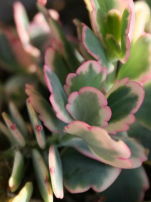 KALANCHOE Variegata