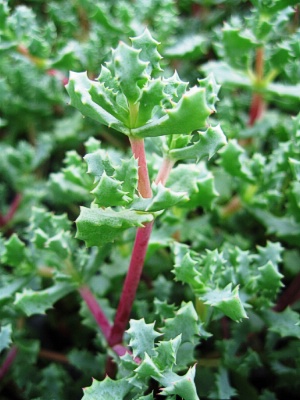 LAMPRANTHUS deltoides