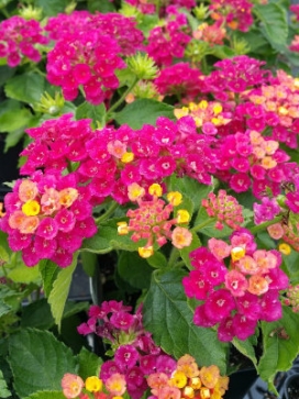 LANTANA Bandana Cherry