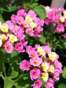 LANTANA Bandana Pink