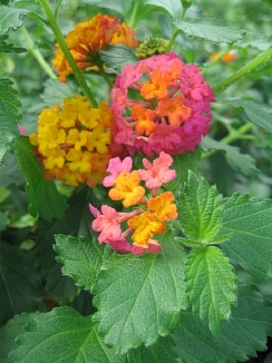 LANTANA Confetti, standard 3-4'