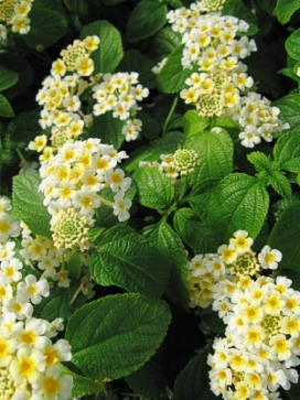 LANTANA dwarf Dennholm White