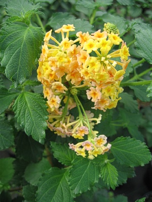 LANTANA Honeylove, standard 3-4'