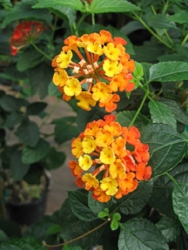 LANTANA Irene, standard 3-4'