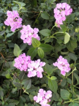 Coco Basket 12"- Lantana Lavender Cascade