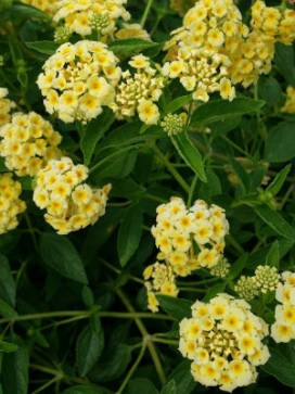 LANTANA Light Yellow, standard 3-4'
