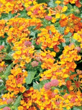 LANTANA Marmalade