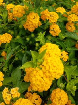 LANTANA New Gold, standard 3-4'