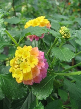 LANTANA Pink Caprice, standard 3-4'