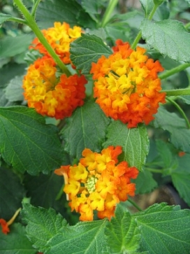 LANTANA Radiation, standard 3-4'