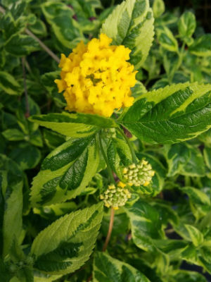 LANTANA Samantha