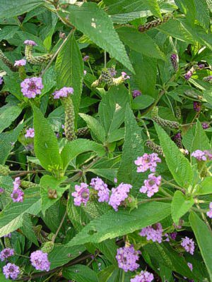 LANTANA trifolia
