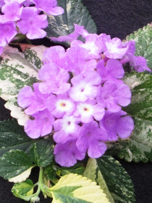 LANTANA Variegated Lavender Cascade