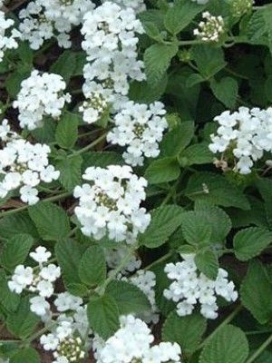 Coco Basket 12"- Lantana White Cascade