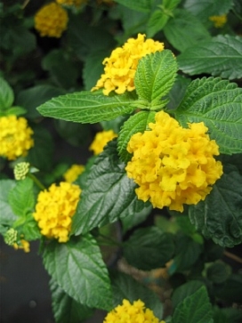 LANTANA Yellow, standard 3-4'