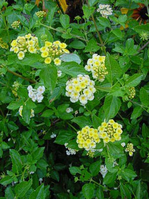 LANTANA Yellow/White bicolor
