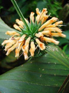 LEONOTIS nepetifolia Naivasha Apricot