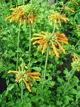 LEONOTIS ocymifolia Dwarf Lions Ear