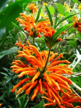 LEONOTIS leonurus Lions Ear