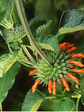 LEONOTIS nepetifolia Tall Lions Ear