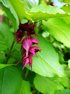 LEYCESTERIA formosa Golden Lanterns