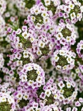LOBULARIA Blushing Princess