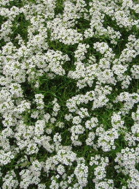 LOBULARIA Snow Princess