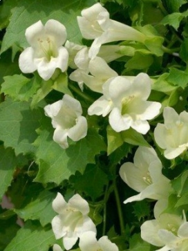 LOPHOSPERMUM White 14" Moss