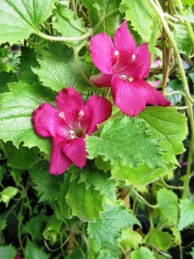 LOPHOSPERMUM Wine Red 14" Moss