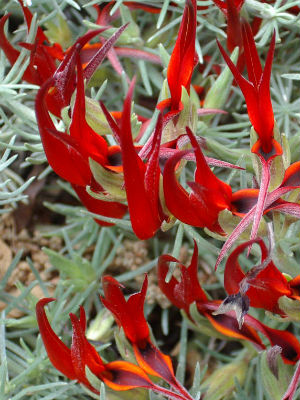 LOTUS Berthelotii