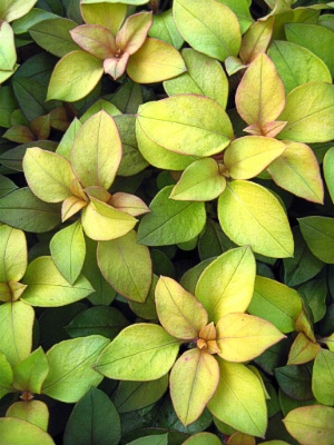 LYSIMACHIA congestiflora aurea Golden Sunset