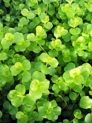 LYSIMACHIA nummularia Creeping Jenny