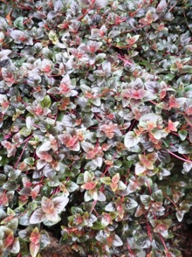 LYSIMACHIA congestiflora Persian Chocolate