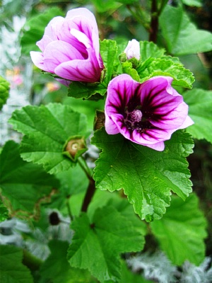 MALVA 'Zebrina'