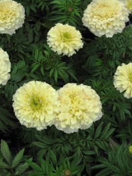MARIGOLD Vanilla