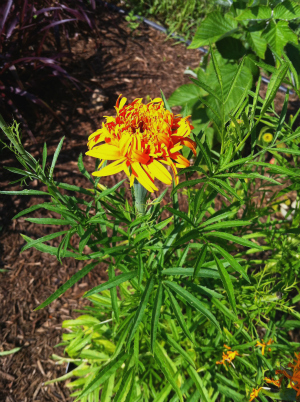 MARIGOLD Simba